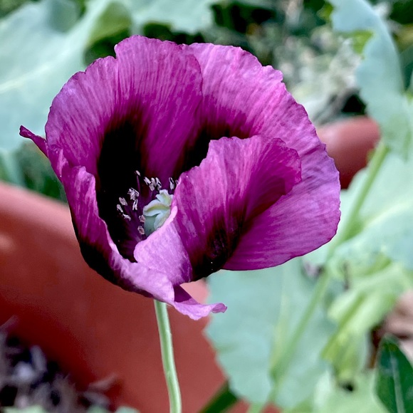 Meet your Posher, J - Picture 1 of 1